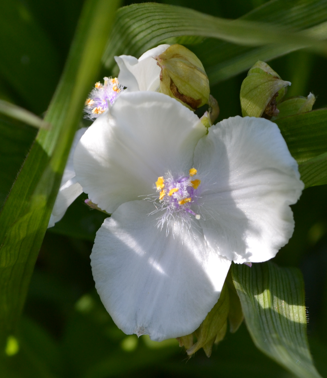 Tradescantia x andersoniana 'Innocence'