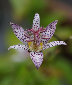 Tricyrtis formosa 'Hirta'