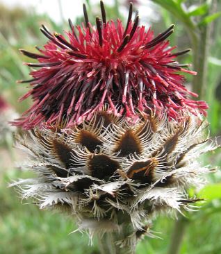 Centaurea atropurpurea