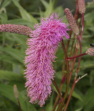 Sanguisorba x hakusanensis 'Pink Brushes'