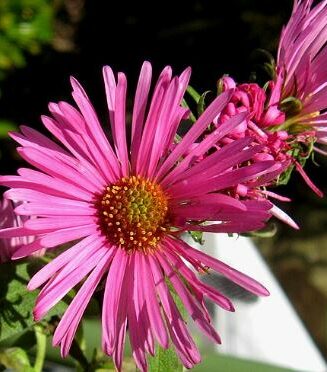 Aster na Alma P