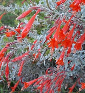 Epilobium canum