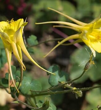 Aquilegia chrysantha 'Yellow Queen'