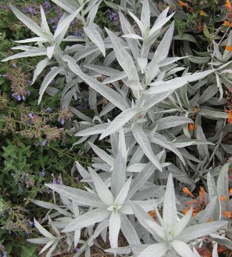 Artemisia ludoviciana