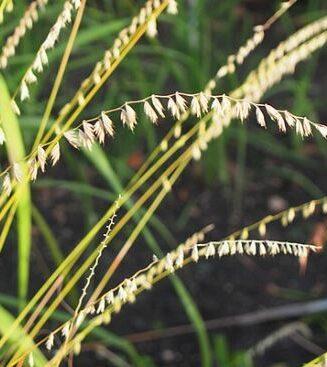 Bouteloua curtipendula