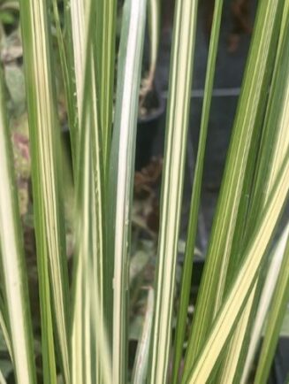Calamagrostis acutiflora 'England'