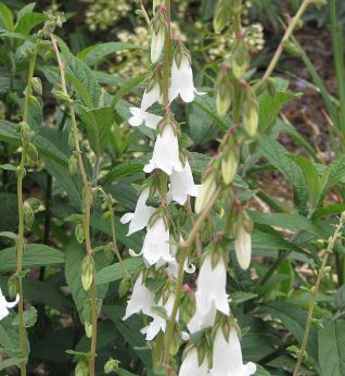 Campanula alliariifolia
