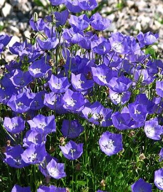 Campanula carpatica 'Blue Clips'