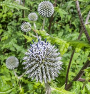 Echinops sphaerocephalus
