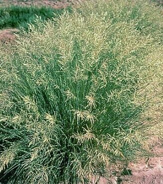 Eragrostis curvula
