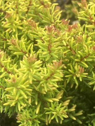 Erica darleyensis 'Mary Helen'