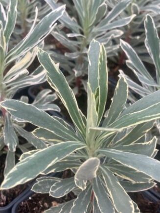 Euphorbia 'Silver Swan'
