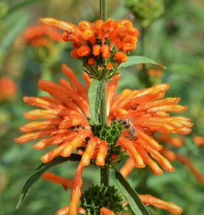 Leonotis leonorus