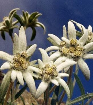 Leontopodium alpinum