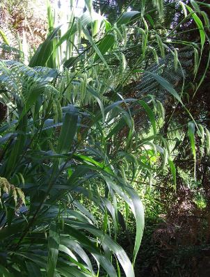 Pennisetum latifolium
