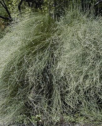 Polygonum scoparium