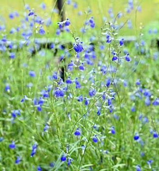 Salvia reptans 'West Texas Form'