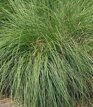 Sporobolus heterolepis