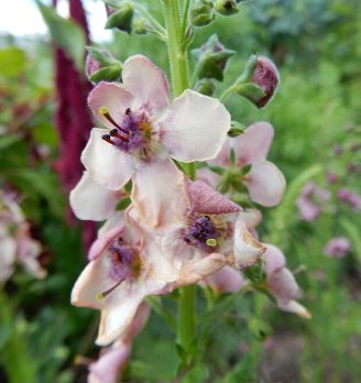 Verbascum phoeniceum 'Southern Charm'