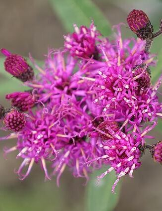 Vernonia arkansana