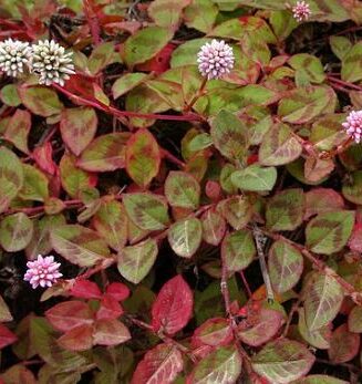 polygonum capitatum