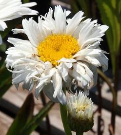Leucanthemum x superbum 'Snowdrift'