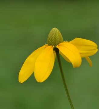 Rudbeckia nitida 'Herbstsonne'