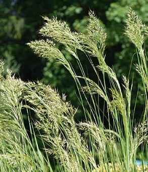 Achnatherum calamagrostis