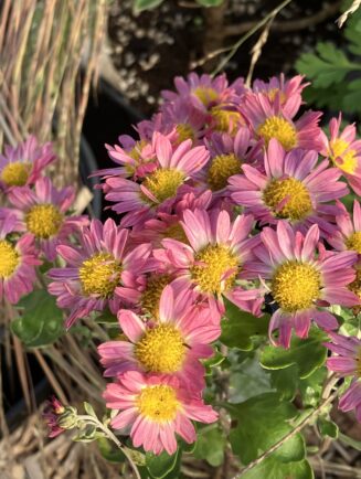 Ajania bellania 'Bengo Rosa'