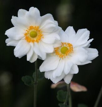 Anemone japonica 'Whirlwind'