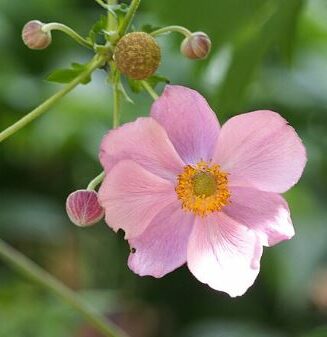 Anemone tomentosum 'Robustissima'