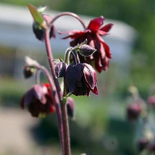 Aquilegia vulgaris 'Ruby Port'