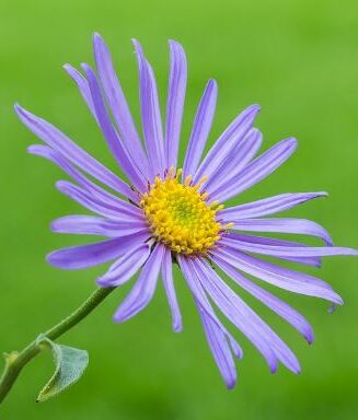 Aster frikartii 'Mönch'