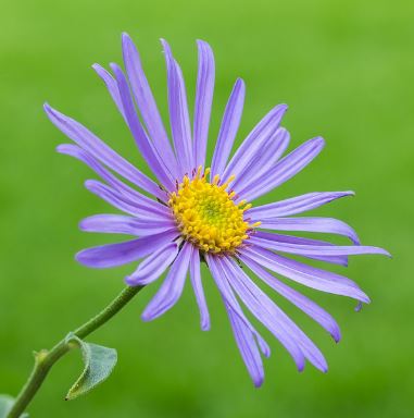 Aster frikartii 'Mönch'
