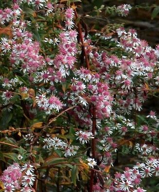 Aster laterifolius 'Lady in Black'