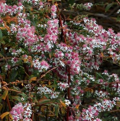 Aster laterifolius 'Lady in Black'