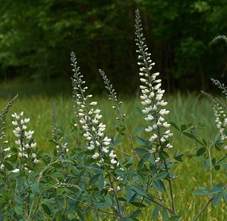 Baptisia 'Vanilla Cream'