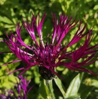 Centaurea montana 'Amethyst Dream'