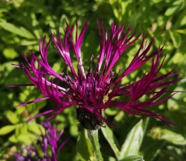 Centaurea montana 'Amethyst Dream'