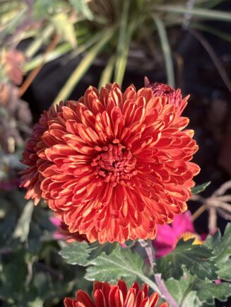 Chrysanthemum 'Brockenfeuer'