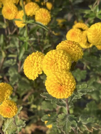 Chrysanthemum 'Karntna Bussalan'