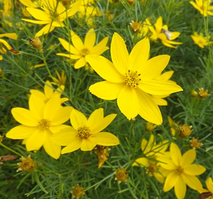 Coreopsis verticillata 'Zagreb'