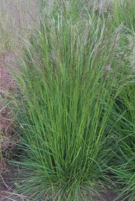 Deschampsia caespitosa 'Vivipara'