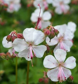 Geranium cantabrigiense 'Biokovo'