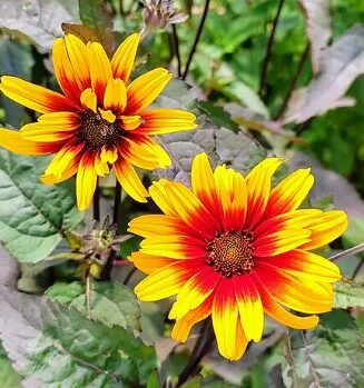 Heliopsis helianthioides 'Yellow Spider'
