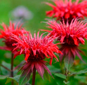 Monarda 'Cambridge Scarlet'