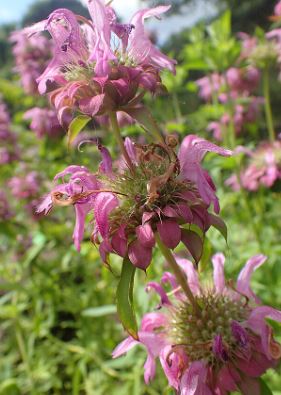 Monarda citriodora 'Bergamo'