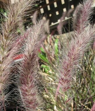 Pennisetum orientalis 'Karley Rose'