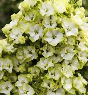 Phlox paniculata 'Green Orchid'
