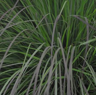 Schizachyrium scoparium 'Blue Heaven'
